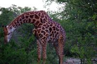 Dritte Pirschfahrt am Nachmittag im Timbavati Naturreservat in Südafrika