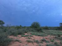 Dritte Pirschfahrt am Nachmittag im Timbavati Naturreservat in Südafrika