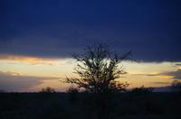 Dritte Pirschfahrt am Nachmittag im Timbavati Naturreservat in Südafrika