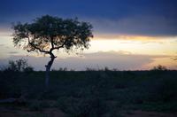 Dritte Pirschfahrt am Nachmittag im Timbavati Naturreservat in Südafrika