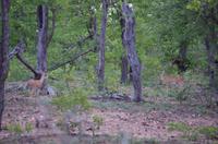 Vierte und letzte Pirschfahrt am Vormittag im Timbavati Naturreservat in Südafrika