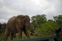 Vierte und letzte Pirschfahrt am Vormittag im Timbavati Naturreservat in Südafrika