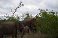 Vierte und letzte Pirschfahrt am Vormittag im Timbavati Naturreservat in Südafrika
