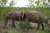 Vierte und letzte Pirschfahrt am Vormittag im Timbavati Naturreservat in Südafrika