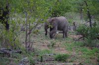 Vierte und letzte Pirschfahrt am Vormittag im Timbavati Naturreservat in Südafrika