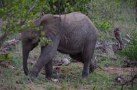 Vierte und letzte Pirschfahrt am Vormittag im Timbavati Naturreservat in Südafrika