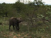 Vierte und letzte Pirschfahrt am Vormittag im Timbavati Naturreservat in Südafrika