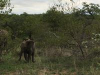 Vierte und letzte Pirschfahrt am Vormittag im Timbavati Naturreservat in Südafrika