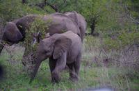 Vierte und letzte Pirschfahrt am Vormittag im Timbavati Naturreservat in Südafrika