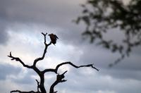 Vierte und letzte Pirschfahrt am Vormittag im Timbavati Naturreservat in Südafrika