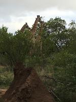 Vierte und letzte Pirschfahrt am Vormittag im Timbavati Naturreservat in Südafrika