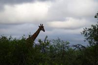 Vierte und letzte Pirschfahrt am Vormittag im Timbavati Naturreservat in Südafrika