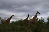 Vierte und letzte Pirschfahrt am Vormittag im Timbavati Naturreservat in Südafrika