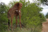 Vierte und letzte Pirschfahrt am Vormittag im Timbavati Naturreservat in Südafrika