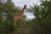 Vierte und letzte Pirschfahrt am Vormittag im Timbavati Naturreservat in Südafrika