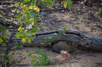 Vierte und letzte Pirschfahrt am Vormittag im Timbavati Naturreservat in Südafrika