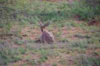 Vierte und letzte Pirschfahrt am Vormittag im Timbavati Naturreservat in Südafrika