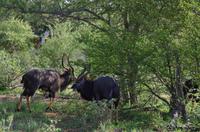 Vierte und letzte Pirschfahrt am Vormittag im Timbavati Naturreservat in Südafrika