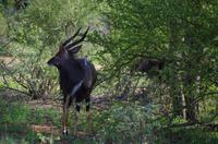 Vierte und letzte Pirschfahrt am Vormittag im Timbavati Naturreservat in Südafrika