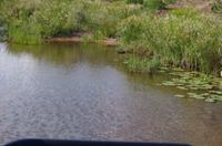 Vierte und letzte Pirschfahrt am Vormittag im Timbavati Naturreservat in Südafrika