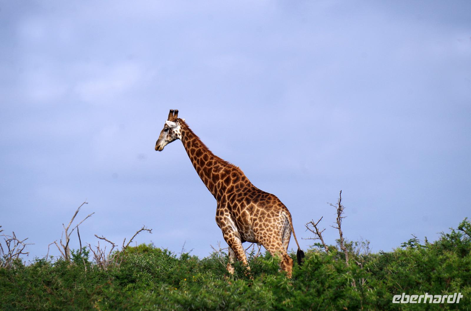 Zweite Pirschfahrt am Vormittag im Mkhaya Game Reserve im Swaziland 