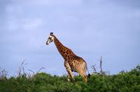 Zweite Pirschfahrt am Vormittag im Mkhaya Game Reserve im Swaziland 