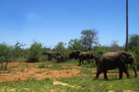 Fahrt vom Hoedspruit Eastgate Airport zur Simbavati River Lodge 