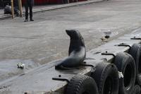 20 Bootsfahrt zu Seal-Island