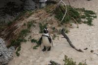 45 Pinguin-Kolonie am Boulders Beach