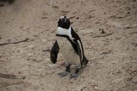 46 Pinguin-Kolonie am Boulders Beach