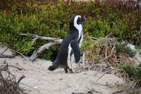 47 Pinguin-Kolonie am Boulders Beach