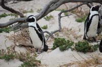 48 Pinguin-Kolonie am Boulders Beach
