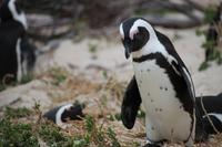 49 Pinguin-Kolonie am Boulders Beach