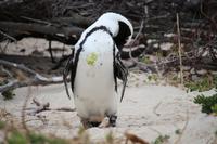 50 Pinguin-Kolonie am Boulders Beach
