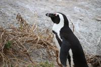 53 Pinguin-Kolonie am Boulders Beach