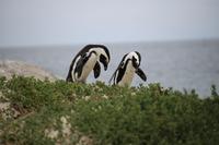 54 Pinguin-Kolonie am Boulders Beach