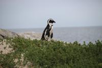 55 Pinguin-Kolonie am Boulders Beach