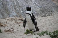 56 Pinguin-Kolonie am Boulders Beach