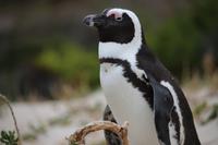 57 Pinguin-Kolonie am Boulders Beach