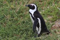 58 Pinguin-Kolonie am Boulders Beach