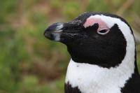 59 Pinguin-Kolonie am Boulders Beach