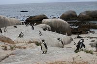 60 Pinguin-Kolonie am Boulders Beach