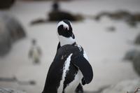 61 Pinguin-Kolonie am Boulders Beach