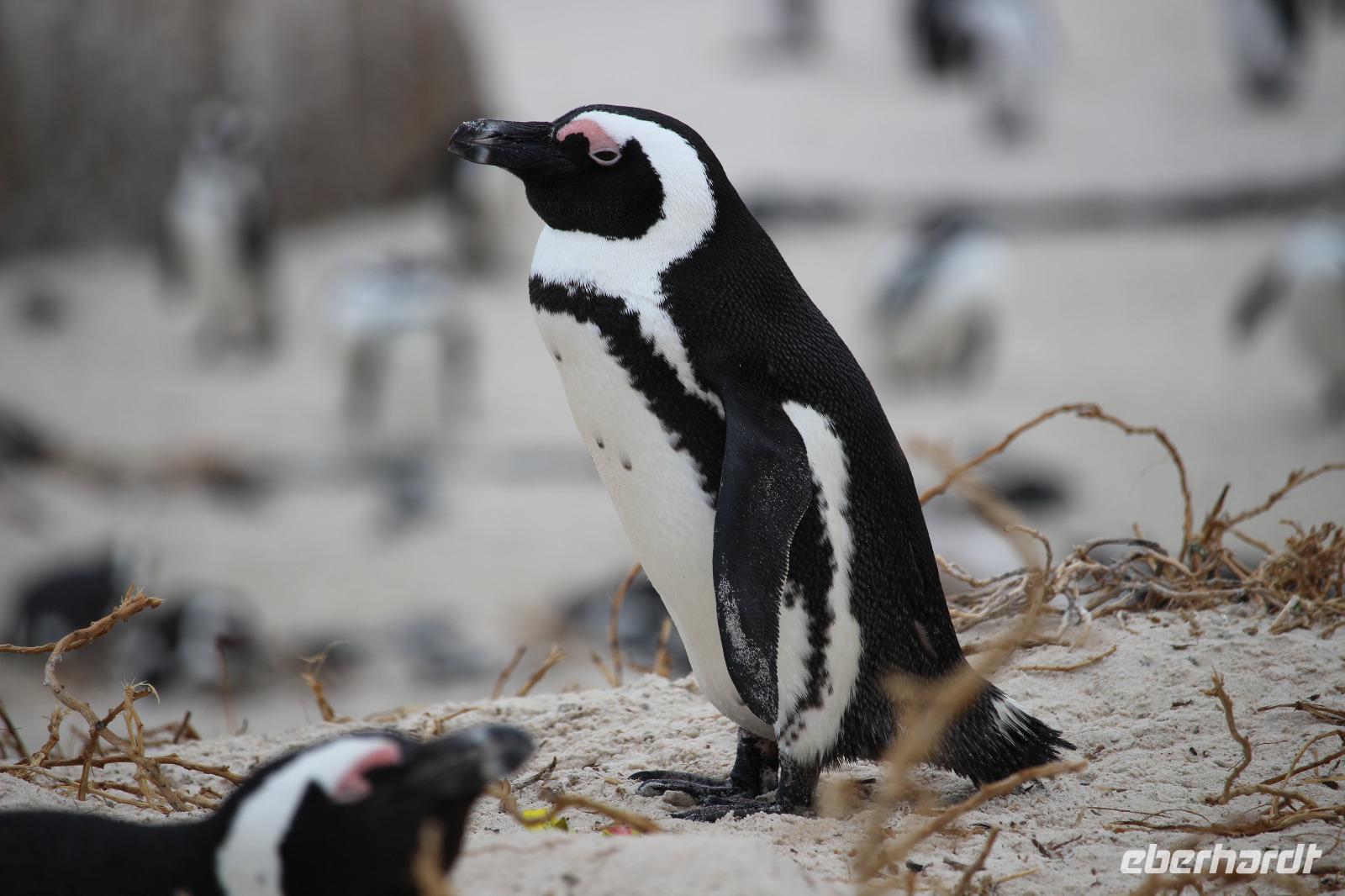 62 Pinguin-Kolonie am Boulders Beach