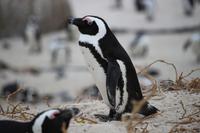 62 Pinguin-Kolonie am Boulders Beach