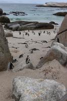 63 Pinguin-Kolonie am Boulders Beach