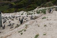 65 Pinguin-Kolonie am Boulders Beach