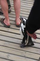 66 Pinguin-Kolonie am Boulders Beach