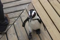 67 Pinguin-Kolonie am Boulders Beach