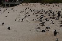68 Pinguin-Kolonie am Boulders Beach